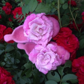Детские тапочки для цветочной феи "Нежная роза"